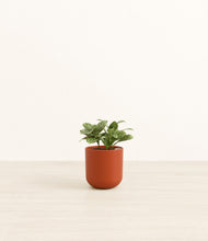 Load image into Gallery viewer, Earth Red*****Profile