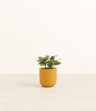 Load image into Gallery viewer, Sunset Orange*****Profile