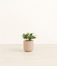 Load image into Gallery viewer, Sandy Pink*****Profile