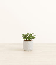 Load image into Gallery viewer, Hammered Ivory*****Profile