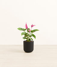 Load image into Gallery viewer, Stone Black*****Profile