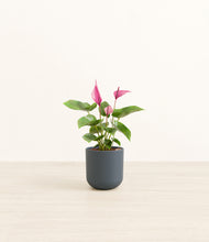 Load image into Gallery viewer, Iron Gray*****Profile