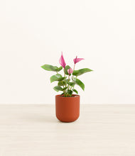 Load image into Gallery viewer, Earth Red*****Profile