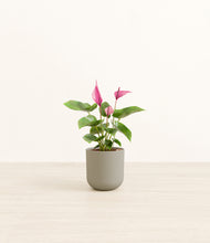 Load image into Gallery viewer, Sage Green*****Profile