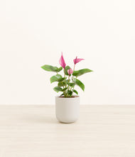 Load image into Gallery viewer, Natural Bamboo*****Profile