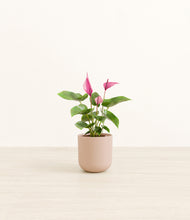 Load image into Gallery viewer, Sandy Pink*****Profile