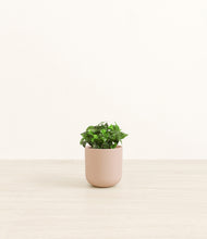 Load image into Gallery viewer, Sandy Pink*****Profile