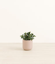 Load image into Gallery viewer, Sandy Pink*****Profile