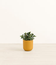 Load image into Gallery viewer, Sunset Orange*****Profile