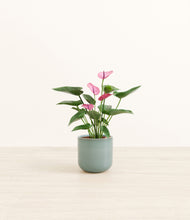 Load image into Gallery viewer, Reactive Aqua*****Profile