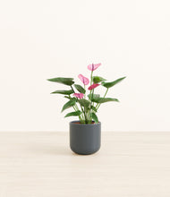 Load image into Gallery viewer, Iron Gray*****Profile