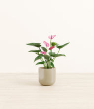 Load image into Gallery viewer, Sage Green*****Profile