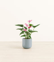 Load image into Gallery viewer, Misty Blue*****Profile