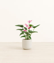 Load image into Gallery viewer, Cotton White*****Profile