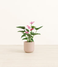 Load image into Gallery viewer, Sandy Pink*****Profile