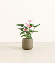 Load image into Gallery viewer, Olive*****Profile