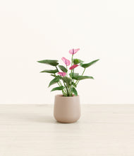 Load image into Gallery viewer, Eternal Gray*****Profile