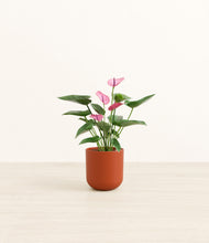 Load image into Gallery viewer, Earth Red*****Profile