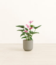 Load image into Gallery viewer, Sage Green*****Profile