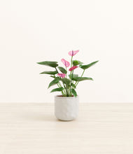 Load image into Gallery viewer, Hammered Ivory*****Profile