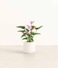 Load image into Gallery viewer, White*****Profile