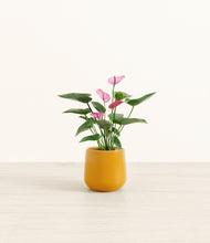 Load image into Gallery viewer, Mustard*****Profile