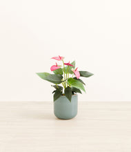 Load image into Gallery viewer, Reactive Aqua*****Profile