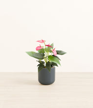 Load image into Gallery viewer, Iron Gray*****Profile