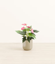 Load image into Gallery viewer, Sage Green*****Profile