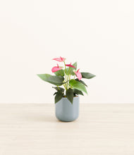 Load image into Gallery viewer, Misty Blue*****Profile