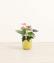 Load image into Gallery viewer, Key Lime Yellow*****Profile