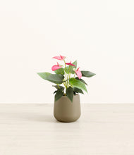 Load image into Gallery viewer, Olive*****Profile