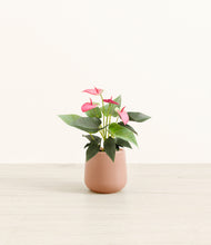 Load image into Gallery viewer, Calm Rose*****Profile