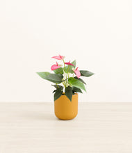 Load image into Gallery viewer, Sunset Orange*****Profile