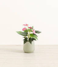 Load image into Gallery viewer, Turquoise*****Profile