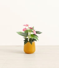 Load image into Gallery viewer, Mustard*****Profile