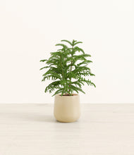 Load image into Gallery viewer, Almond Green*****Profile