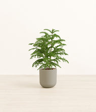 Load image into Gallery viewer, Sage Green*****Profile