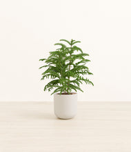 Load image into Gallery viewer, Natural Bamboo*****Profile