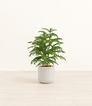 Load image into Gallery viewer, Snowdrift White*****Profile