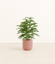 Load image into Gallery viewer, Striped Rose Pink*****Profile