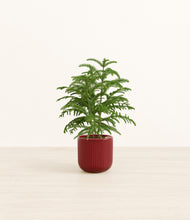 Load image into Gallery viewer, Striped Cherry Red*****Profile