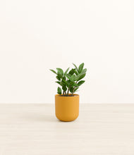 Load image into Gallery viewer, Sunset Orange*****Profile