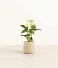 Load image into Gallery viewer, Almond Green*****Profile