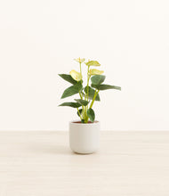 Load image into Gallery viewer, Cotton White*****Profile