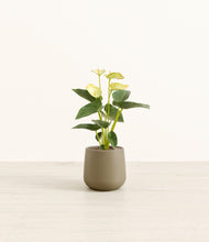 Load image into Gallery viewer, Olive*****Profile