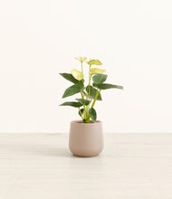 Load image into Gallery viewer, Eternal Gray*****Profile