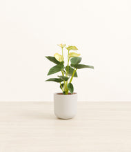 Load image into Gallery viewer, Natural Bamboo*****Profile