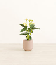 Load image into Gallery viewer, Sandy Pink*****Profile