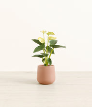 Load image into Gallery viewer, Calm Rose*****Profile